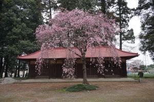 大きく育て！一本桜