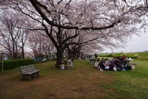 桜の下で和気あいあい 