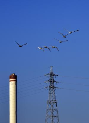 白鳥の飛行