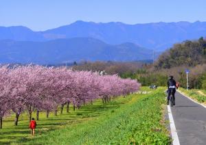 青い山々と桜並木