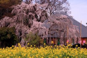 しだれ桜と菜の花