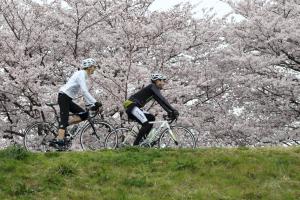 ​桜の下でツーリング