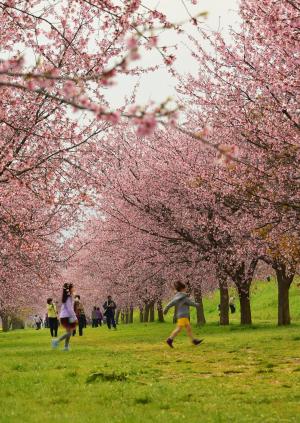 桜を満喫