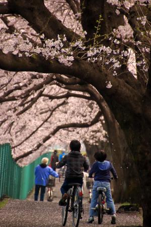 さくらのトンネルをサイクリング