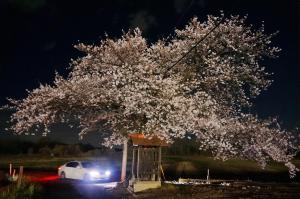 坂戸　夜桜