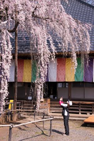 花粉より桜