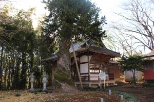入西地区のビャクシン 