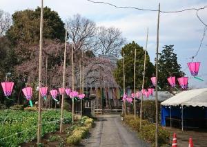 慈眼寺の桜