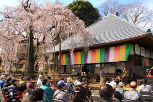 桜と演奏会