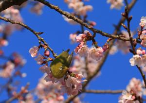 寒桜