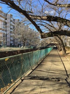 東坂戸団地の桜並木