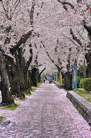 桜色に染まる東坂戸団地