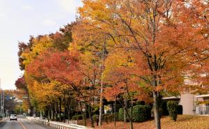 紅葉に染まる東坂戸団地