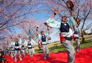 桜の下に舞う