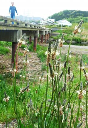 野の花を愛でる