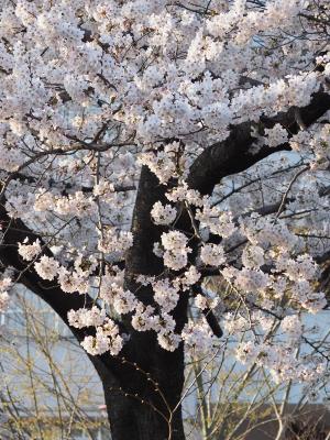 桜舞う