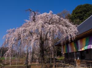 しだれ桜