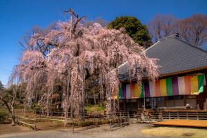 春の慈眼寺