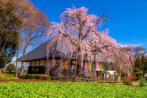 ​坂戸の春