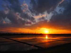 夕影に映える水田