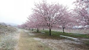雪の桜