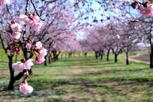 桜花燦燦