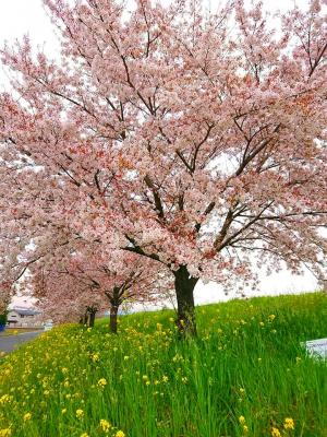 高麗川の遊歩道の桜と菜の花