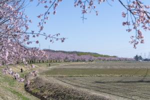 坂戸市の北浅羽桜堤