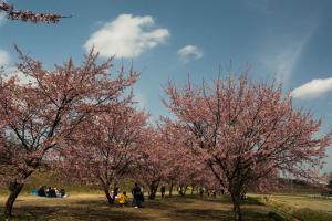 青空の桜