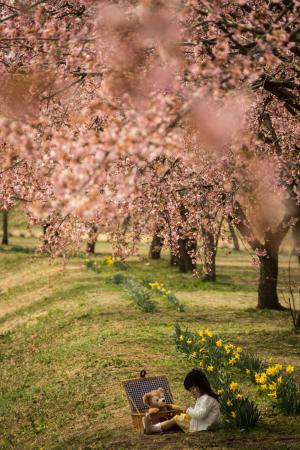 桜並木の下で