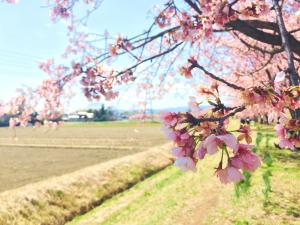 北浅羽の桜と山並み