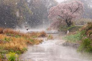 ​平成 なごり雪