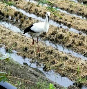 コウノトリ