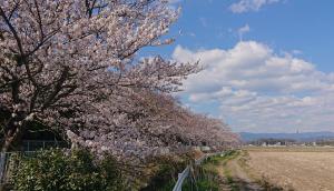 桜と雲と山と