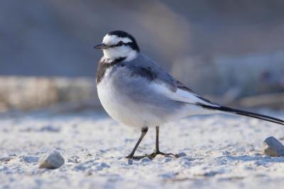 浅羽ビオトープ冬の鳥