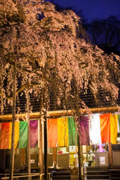 慈眼寺のしだれ桜