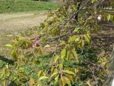 北浅羽桜堤公園安行寒桜