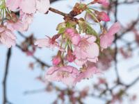 河津桜の写真