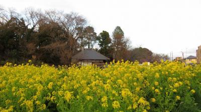 大智寺の菜の花
