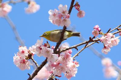 北浅羽桜堤公園の桜