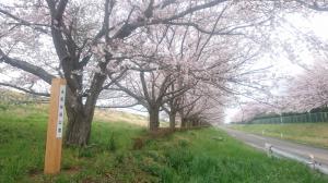 赤尾桜堤公園の桜並木