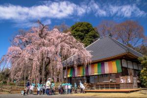 しだれ桜