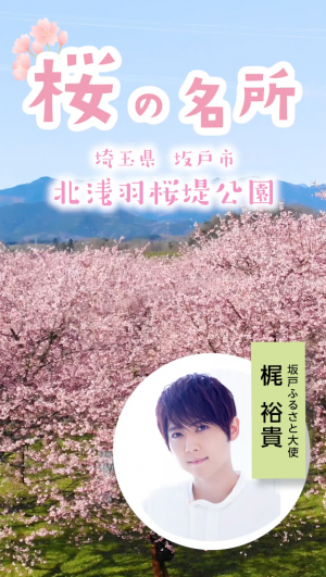声優・梶裕貴のふるさと、坂戸の春　－北浅羽桜堤公園－