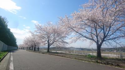 にっさいの桜並木
